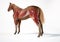 Horse Anatomy. Muscular system