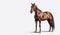 Horse animal on isolated white background