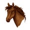 Horse animal muzzle vector sport racehorse icon