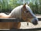 Horse, Animals, Sunny day, Pose to camera