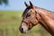 Horse Appaloosa Portrait