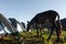 A horse approaching tents in the camping area. campsite in the foothills of Himalayas, Uttarakhand India