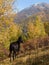 Horse by autumn