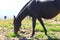 A Horse On The Autumn Caucasus Meadow