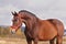 Horse autumn portrait