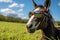 a horse with aviator sunglasses in a pasture