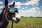 a horse with aviator sunglasses in a pasture