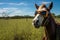 a horse with aviator sunglasses in a pasture