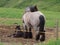 Horse and baby foal