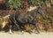 horse on the background of colorful bushes