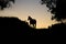 Horse backlight silhouette in sunset