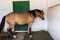 horse with bandaged on injured leg