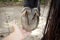 Horse barefoot hoof sole view