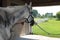 Horse in barn