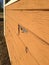 Horse barn peeling paint on siding