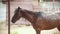 Horse is bathing under the water spray in the paddock