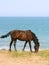 Horse on the beach