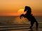 Horse on beach at sunset