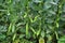 Horse bean, plant and green pods