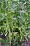 Horse bean, plant and green pods