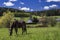 Horse on a Beautiful German Bavarian Countryside Farm