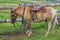 Horse with beautiful saddle