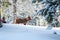 Horse in a beautiful snowy forest. The sun in the frosty forest. Snow and coniferous trees. Clear weather in the forest