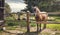 Horse behind a Fence