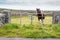 Horse behind metal gate and maze of dry stone fences in the background. Inishmore, Aran Islands, County Galway, Ireland