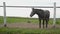 Horse behind the ranch fence on a cloudy afternoon.