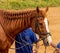 Horse beign prepared to be mounted. He wears a diamond horse braid (decorative grooming of the mane).