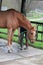 Horse being washed in yard