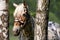 Horse in birches