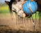 Horse bites blue ball with carrot