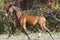 horse with a black mane runs on the background of colorful bushes