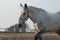 horse with black spots walks in the paddock