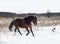 Horse and a black and white dog playing in the snow field in winter