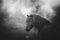 Horse Black and white photo