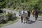 A Horse blocking a car road