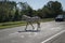 A Horse blocking a road in the Georgia