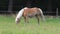 Horse, blond Haflinger grazing