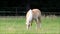 Horse blond Haflinger grazing on meadow