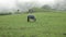 A horse in a blue blanket, grazing in a foggy, green field