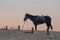 Horse in a blue harnesses