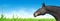 Horse on blue sky and green grass, banner