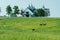 Horse bluegrass grazing at Manchester Farm in Lexington Kentucky