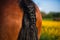 Horse with a braided tail in the field covered with yellow wildflowers