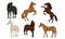 Horse Breeds Collection, Beautiful Horses of Different Colors Vector Illustration