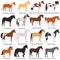 Horse breeds color flat icons set