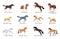 Horse Breeds Set